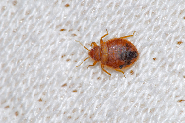 buying a used mattress - bed bugs